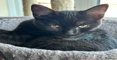 Mixed Breed cats - Advert 8