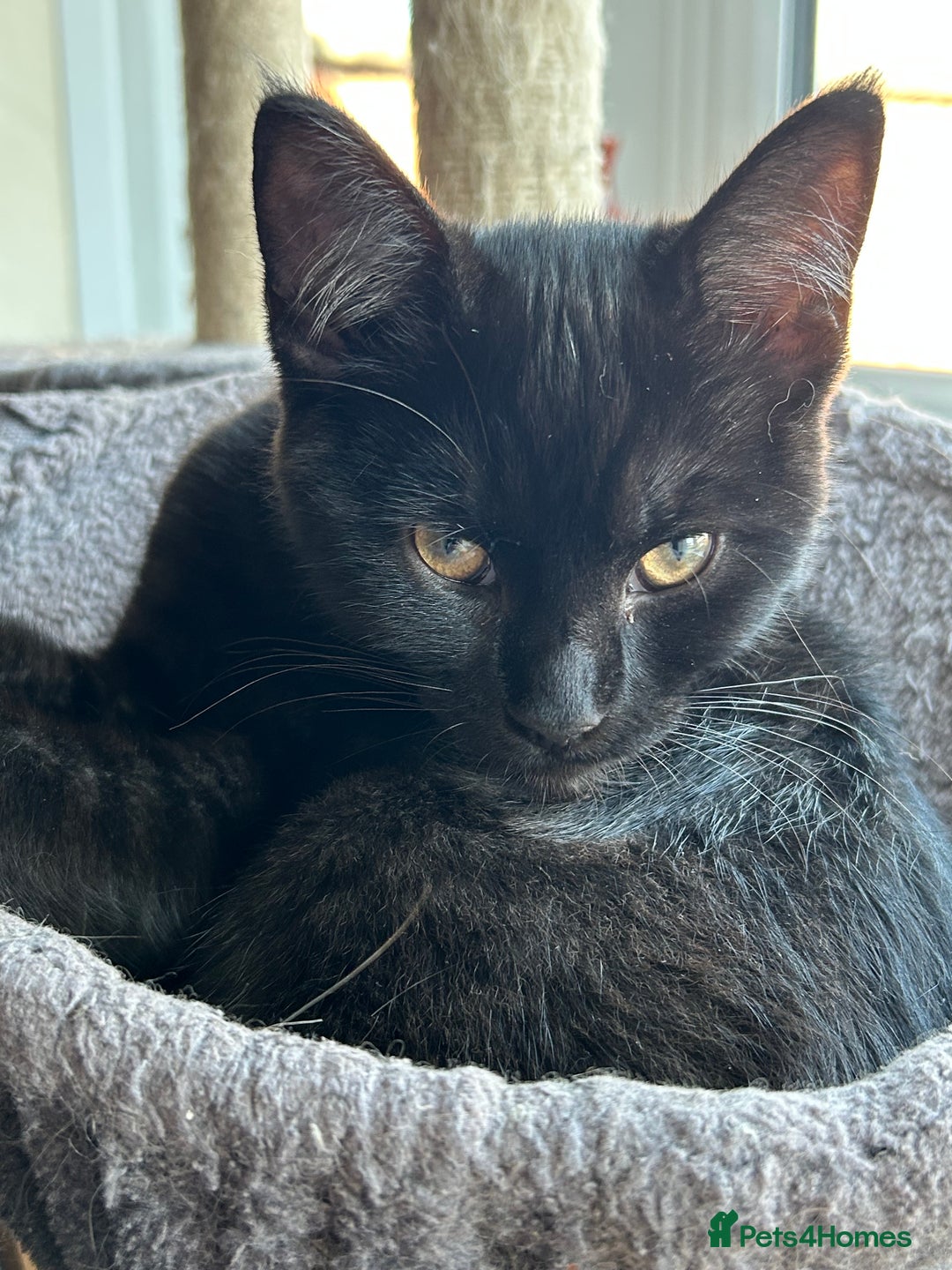 Mixed Breed cats for sale: Three lovely mixed breed kittens - Image 3