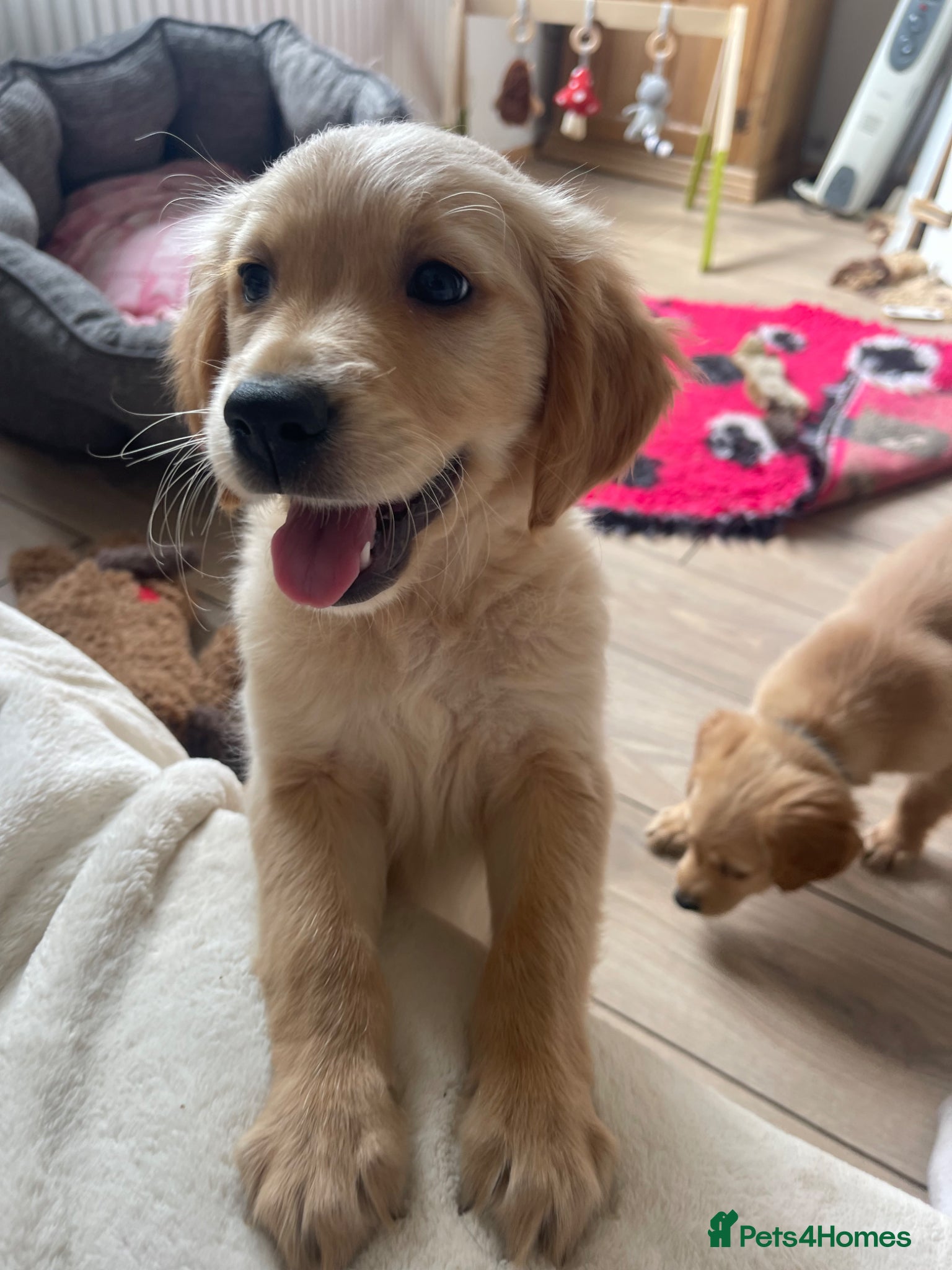 Golden Retriever dogs KC DNA TESTED GOLDEN RETRIEVERS - Advert 2