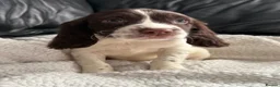 English Springer Spaniel dogs for sale: KC registered spring spaniel pups ready now in York - Advert 11