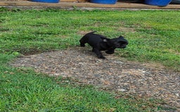 Chihuahua dogs for sale: Beautiful little KC reg black male Chihuahua  - Image 6