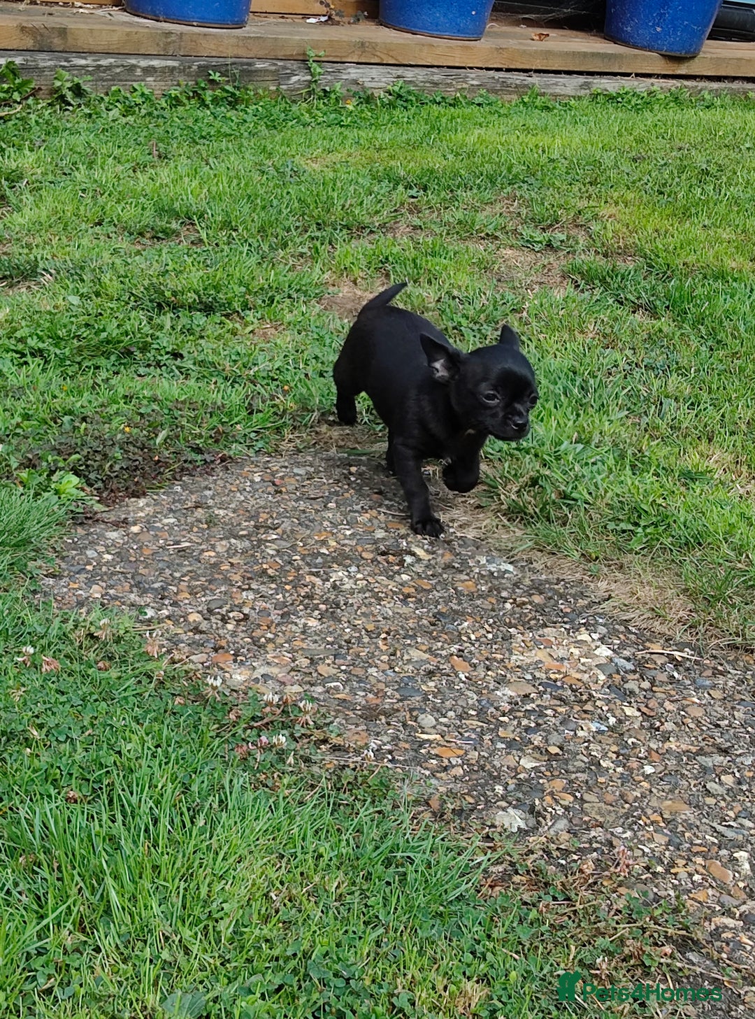 Chihuahua dogs for sale: Beautiful little KC reg black male Chihuahua  - Image 6