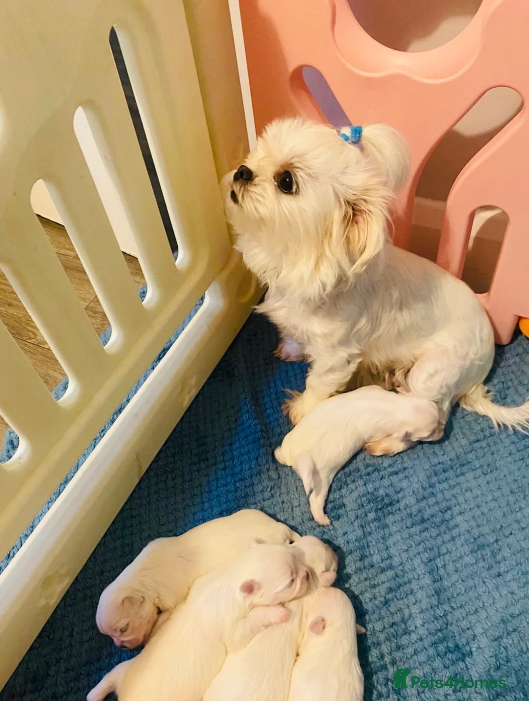 Maltese dogs for sale: Korean Maltease puppies  - Advert 1