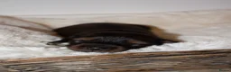 Miniature Dachshund dogs for sale: Miniature Long Haired Dachshund Puppies Available! - Advert 4
