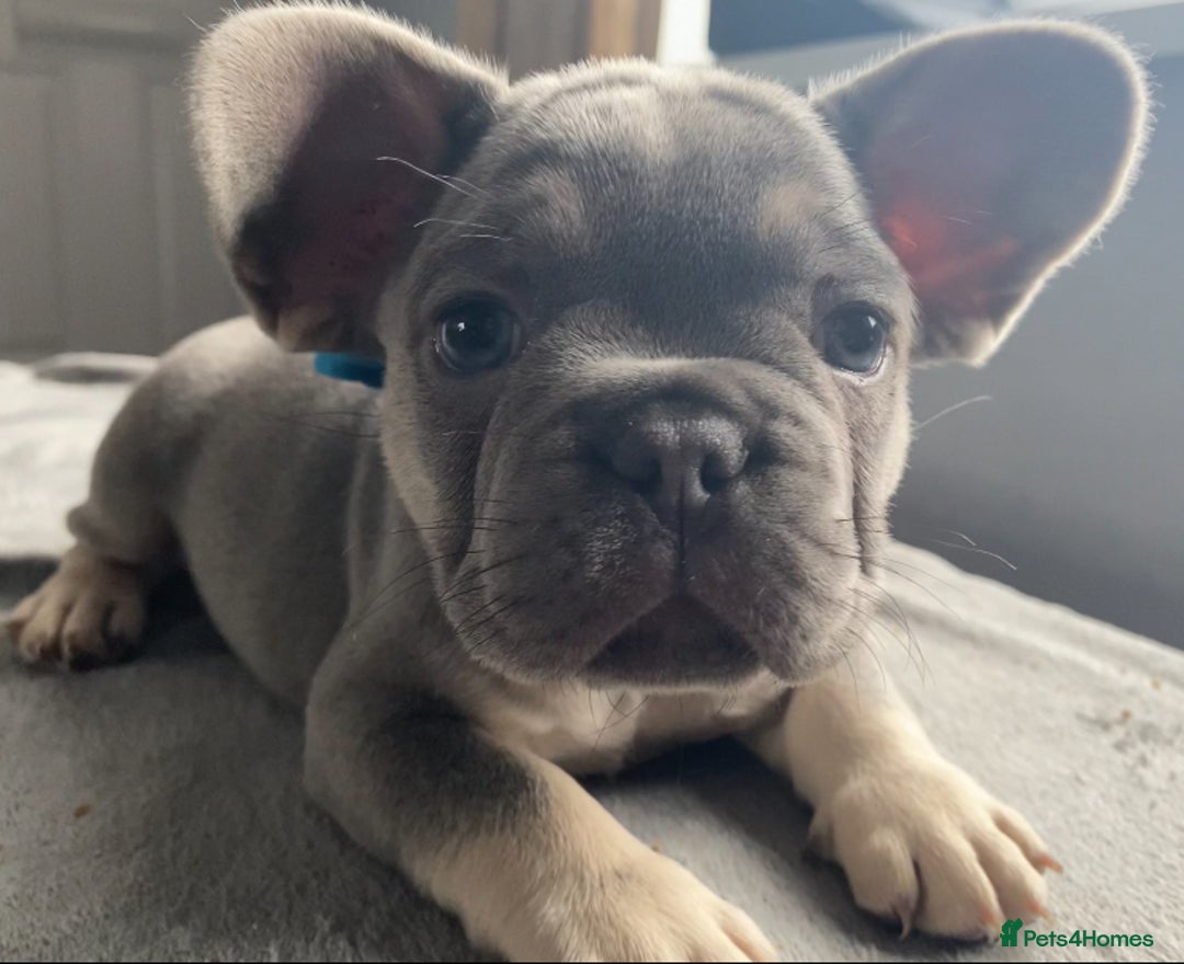 French Bulldog dogs for sale: French bulldog  puppies - Image 12