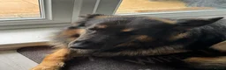 German Shepherd dogs for stud: German shepherd FOR STUD fee to be negotiated in Newark - Advert 4