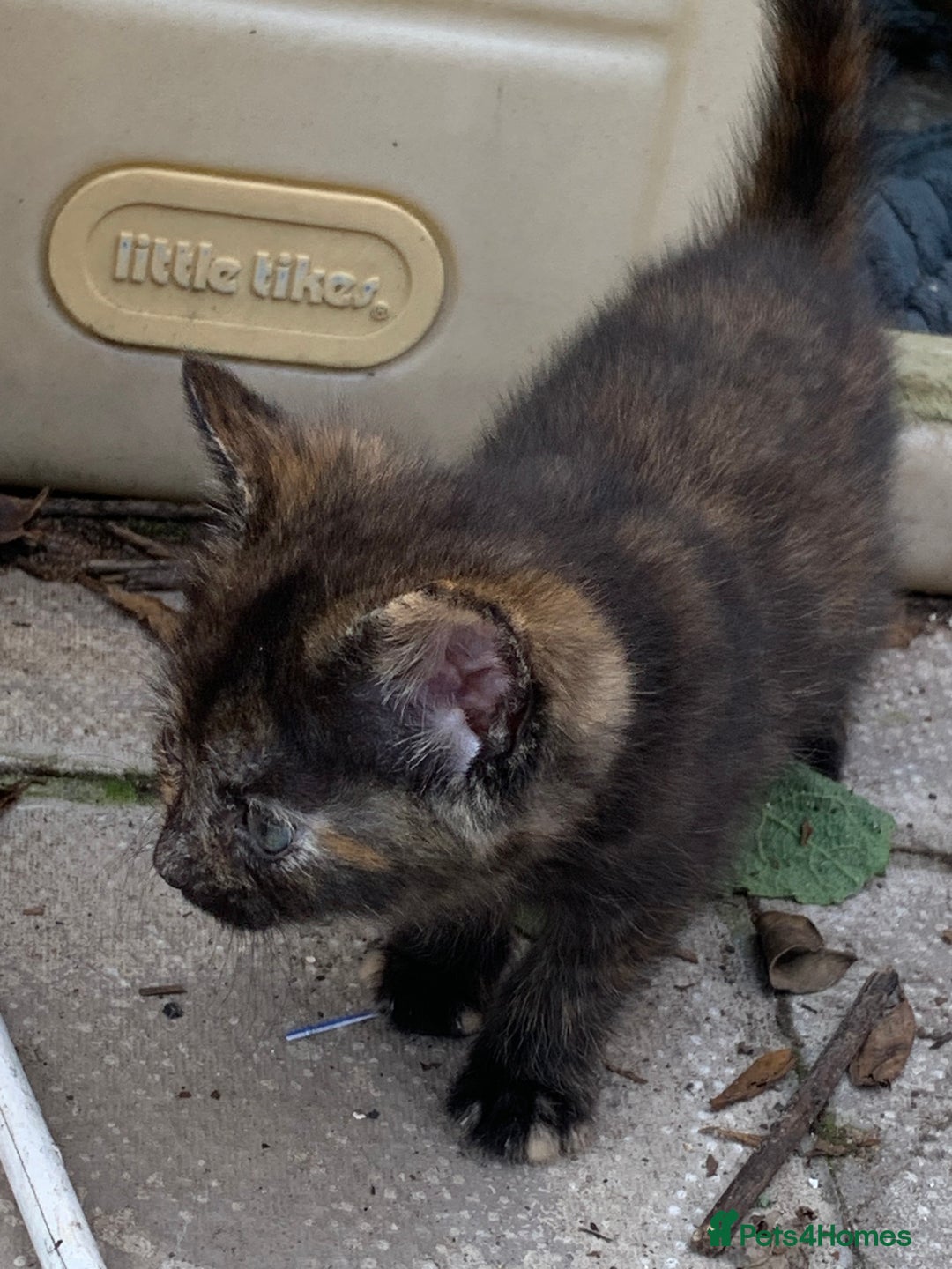 Mixed Breed cats for sale: 3 Kittens & Mother for Sale - Image 4
