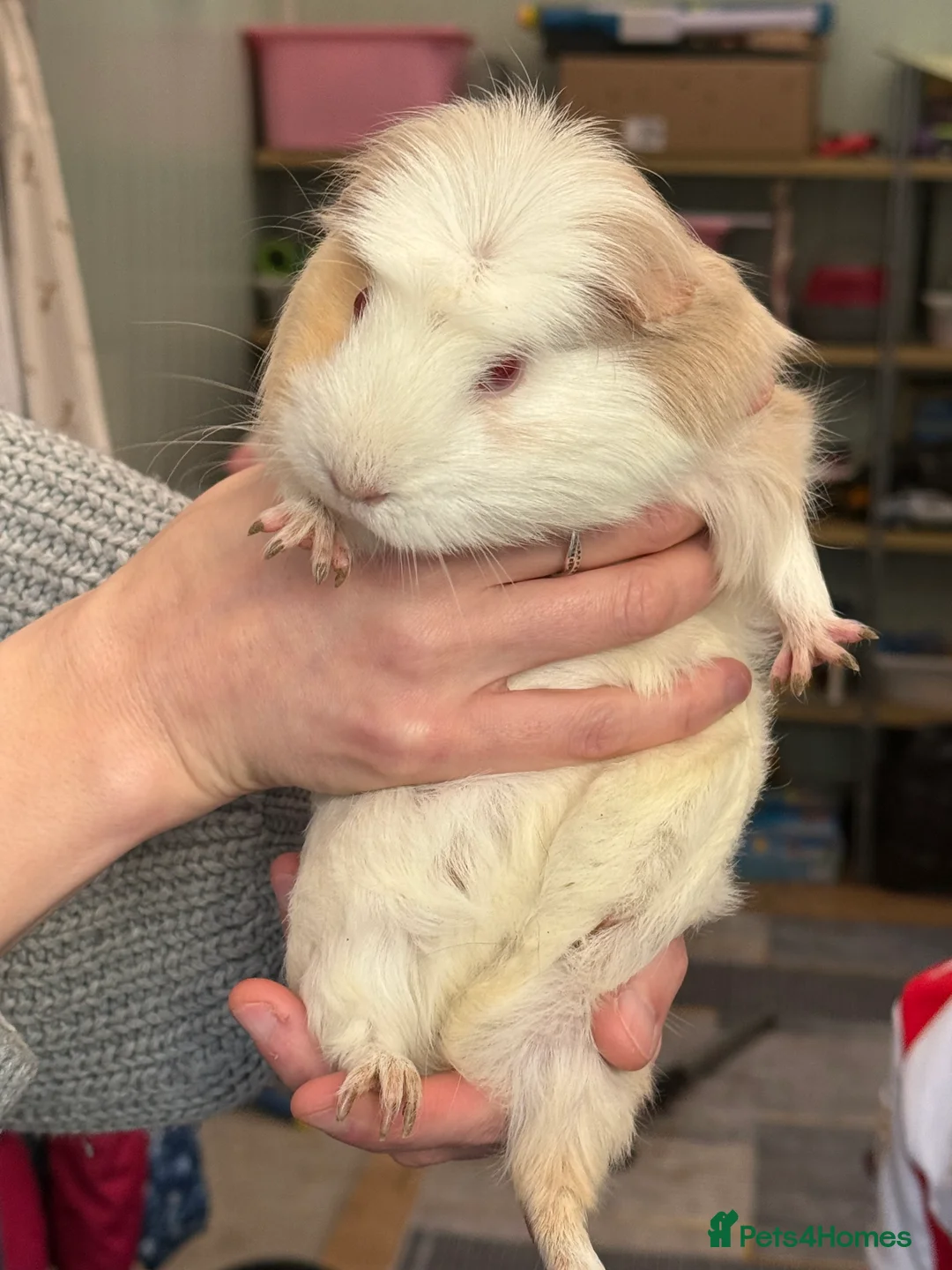 Guinea Pig rodents for sale: Beautiful girl piggies looking for loving home in Ringwood - Advert 3