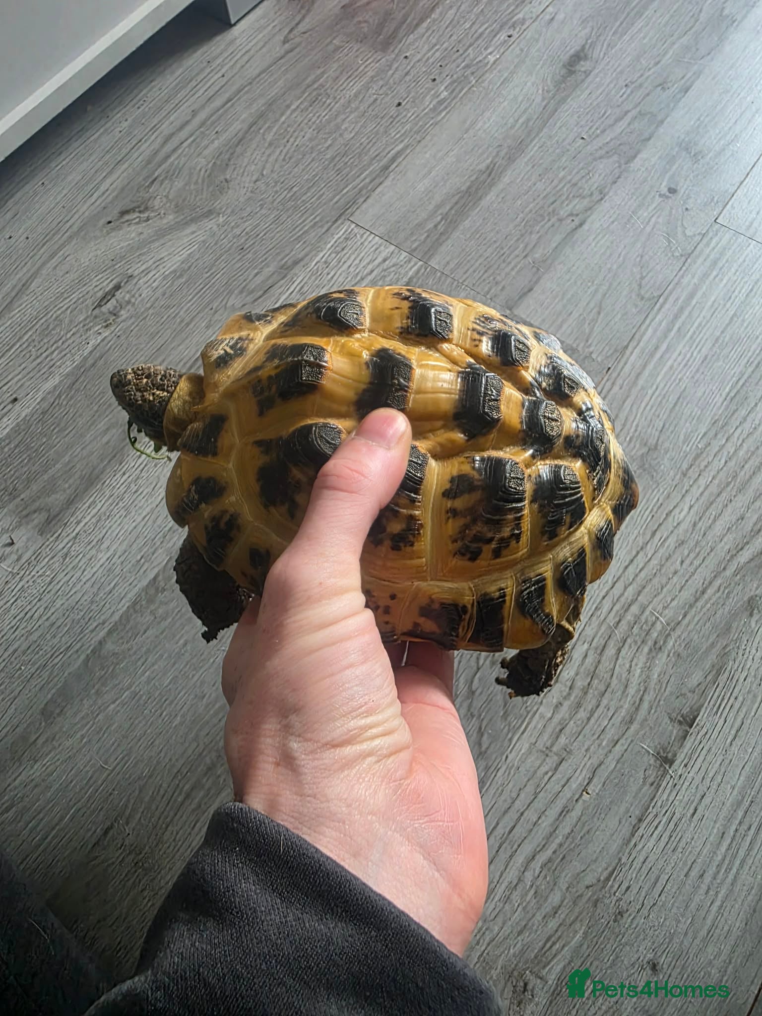 Tortoise reptiles Horsefield tortoise 5year old - Advert 1
