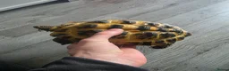 Tortoise reptiles for sale: Horsefield tortoise 5year old - Advert 1