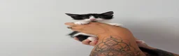 Mixed Breed cats for sale: Beautiful kittens - Advert 26