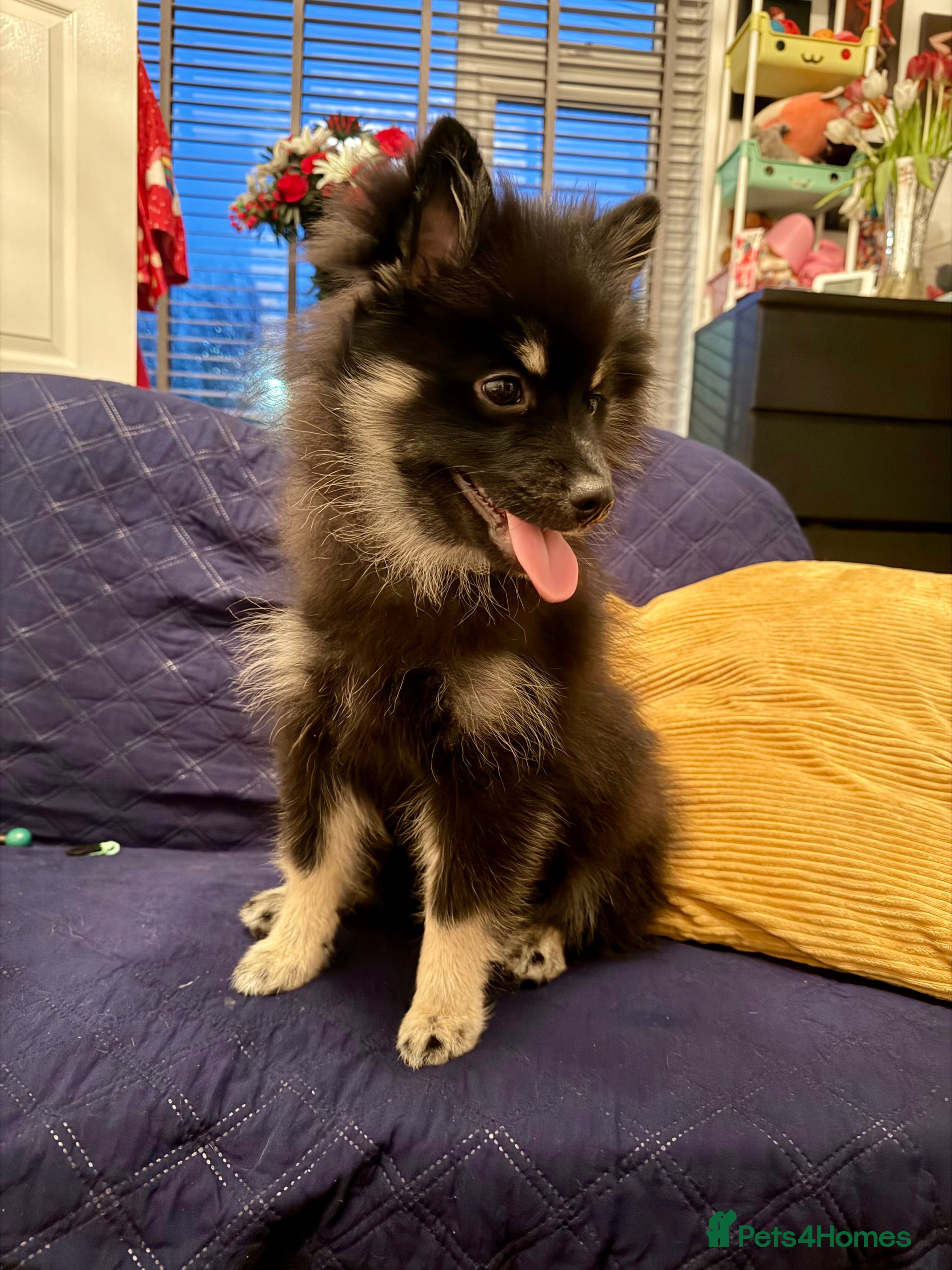 Pomeranian dogs Sweet Pomeranian girl  - Advert 2