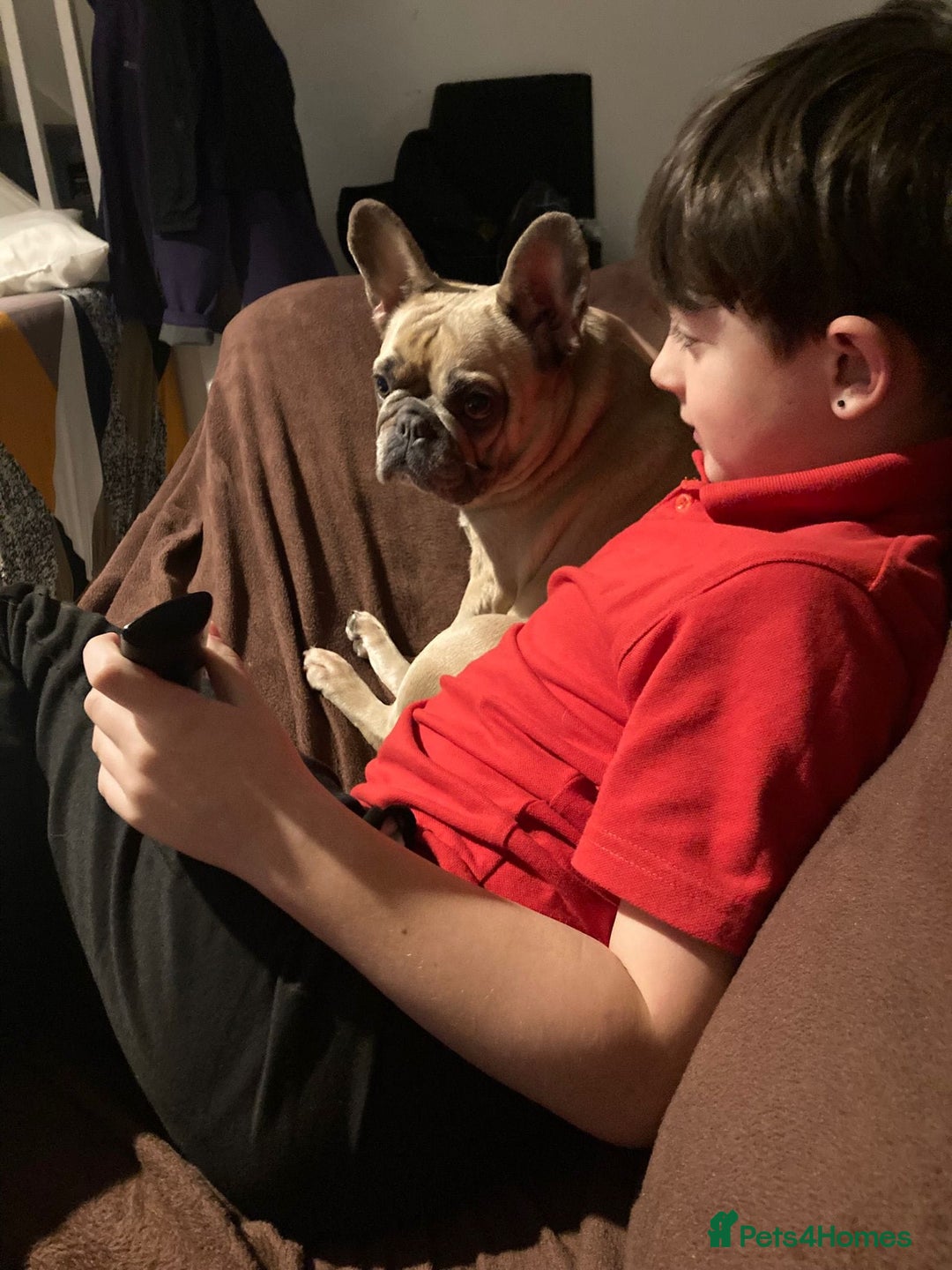 French Bulldog dogs for adoption: 💖DORA-Betrayed Many Times, But Still Loving💖 - Advert 7