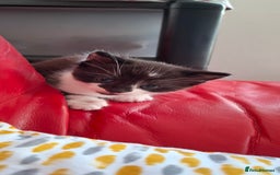 Mixed Breed cats for sale: Female kitten looking for new home - Image 8