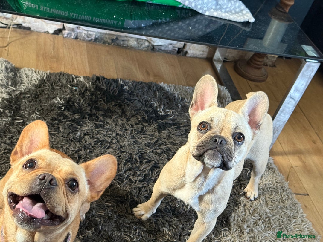 French Bulldog dogs for sale: Winnie French bulldog  - Image 3