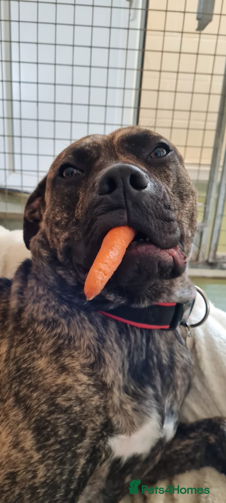 Mixed Breed dogs Nile  - Advert 1