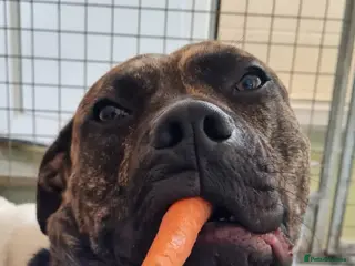 Mixed Breed dogs Nile - Advert 1