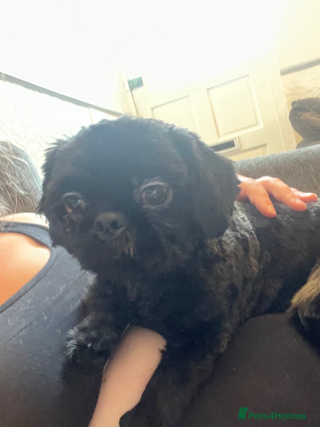 Shih Tzu dogs for sale: Handsome male Shih tzu - Advert 10