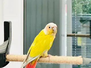 Conures birds Rare Mango Conures 🥭 - Advert 5