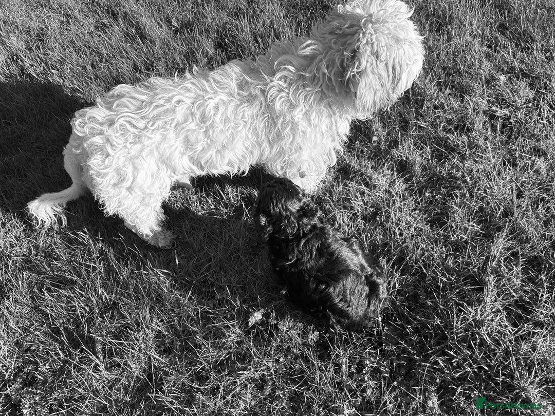 Cavachon dogs for sale: Beautiful Cavapoochon puppy - Advert 2