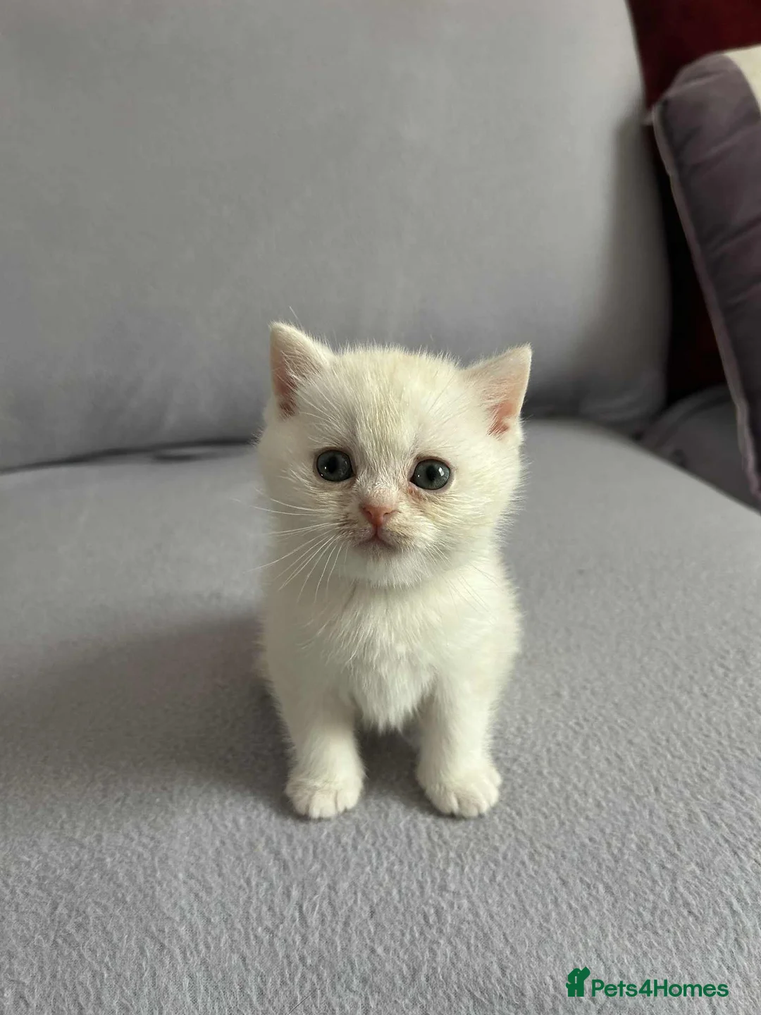British Shorthair cats for sale: Stunning British Shorthair kittens - Advert 13