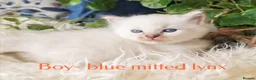 Ragdoll cats for sale: GCCF REGISTERED BEAUTIFUL RAGDOLLS KITTENS  - Advert 31