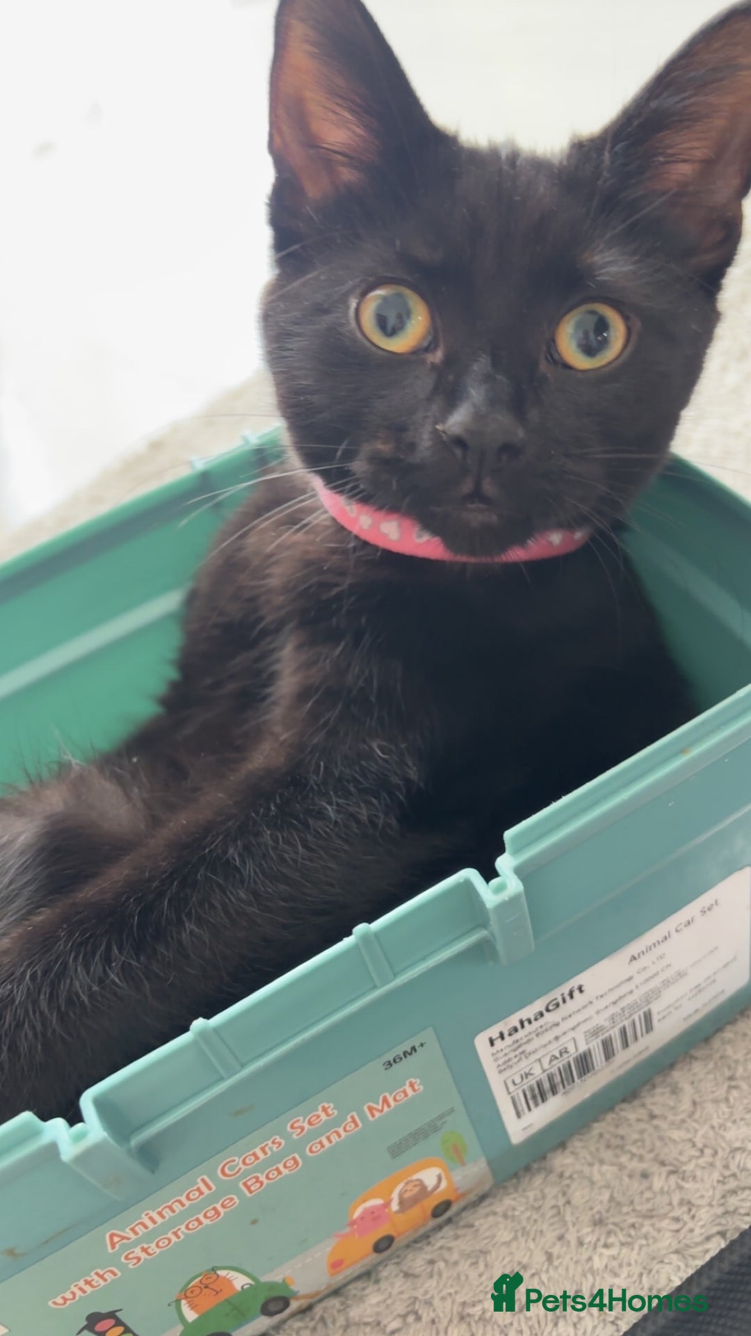 Domestic Shorthair cats for sale: Sheba  - Advert 4