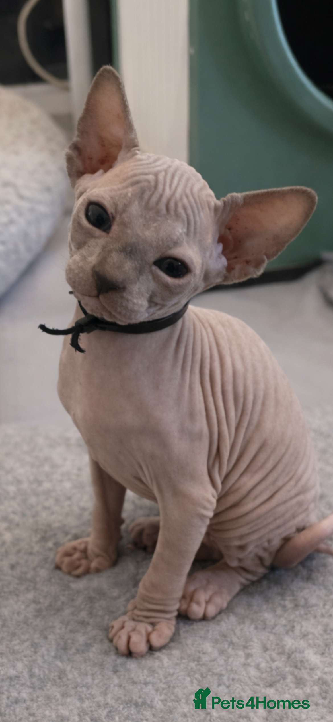Sphynx cats Sphynx Kittens - European Champion Bloodlines - Advert 5
