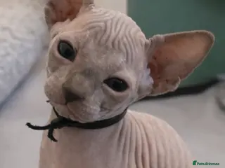 Sphynx cats Sphynx Kittens - European Champion Bloodlines - Advert 5