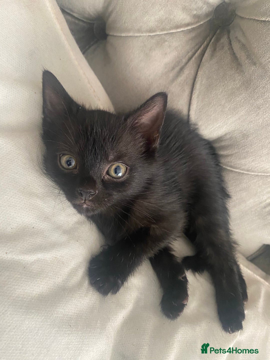 Bengal cats for sale: 3 black bengal kittens  - Advert 1