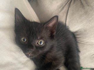 Bengal cats 3 black bengal kittens - Advert 12