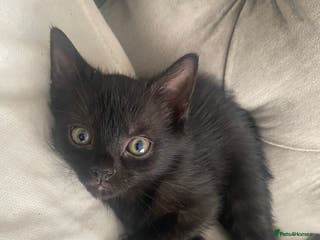 Bengal cats 3 black bengal kittens - Advert 10