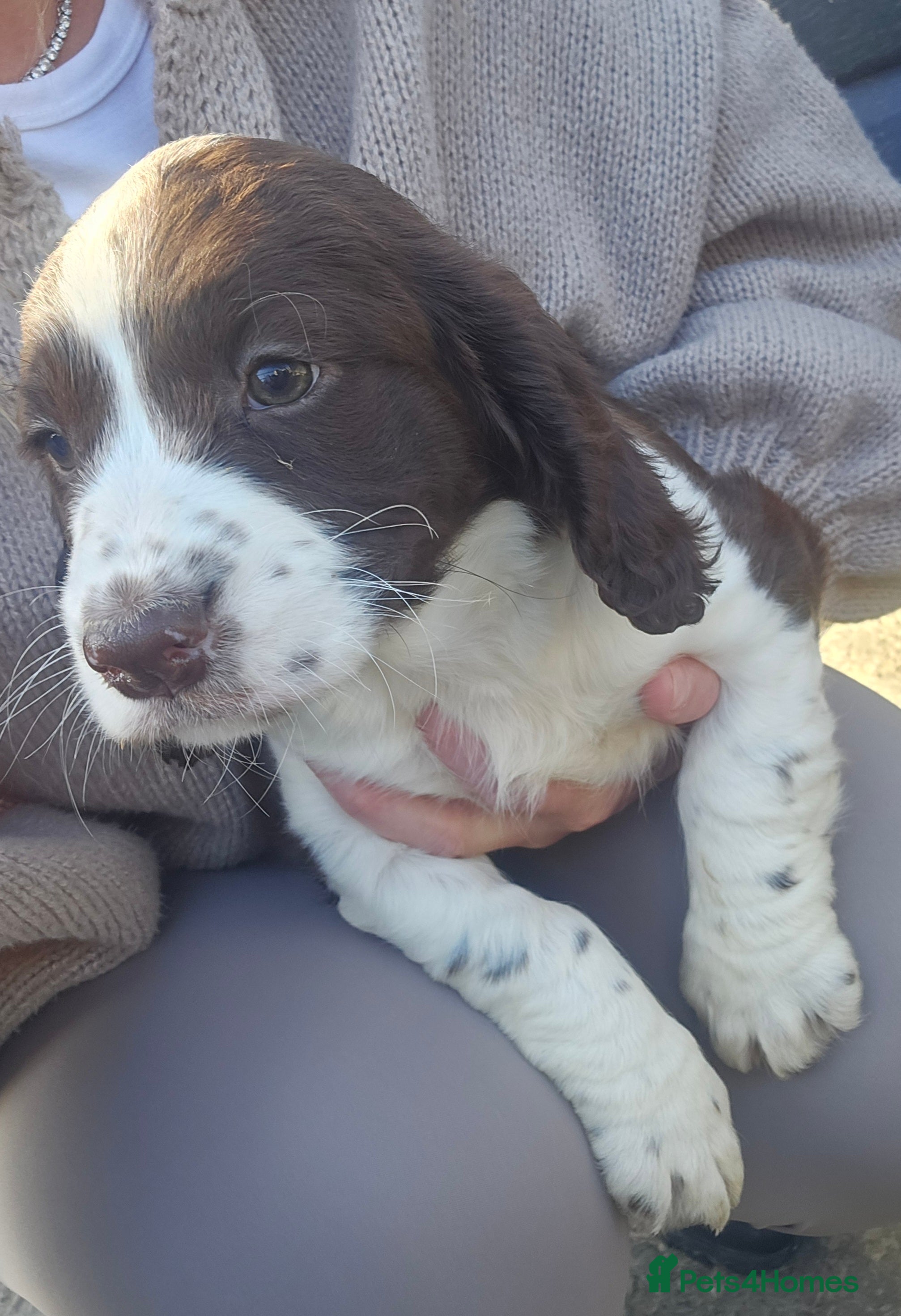 Cocker Spaniel dogs Cocker spaniel puppys - Advert 2