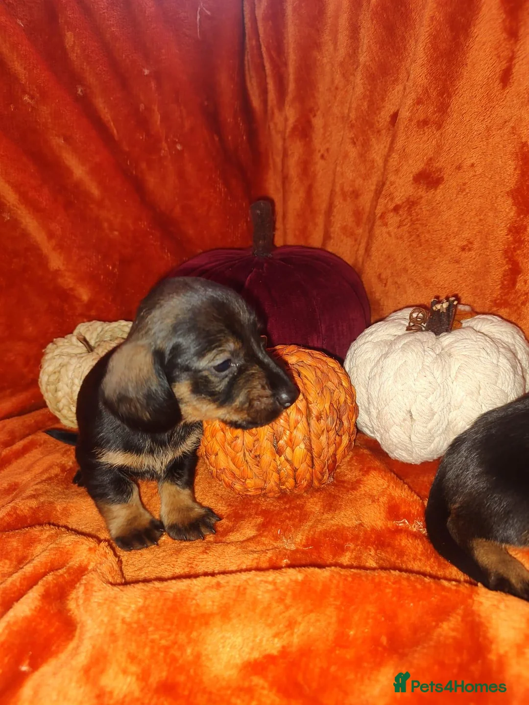 Dachshund dogs for sale: Wired haired dachshund  in Gloucester - Advert 6