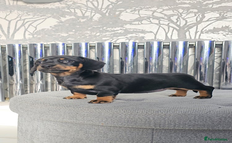 Miniature Dachshund dogs - Advert 10
