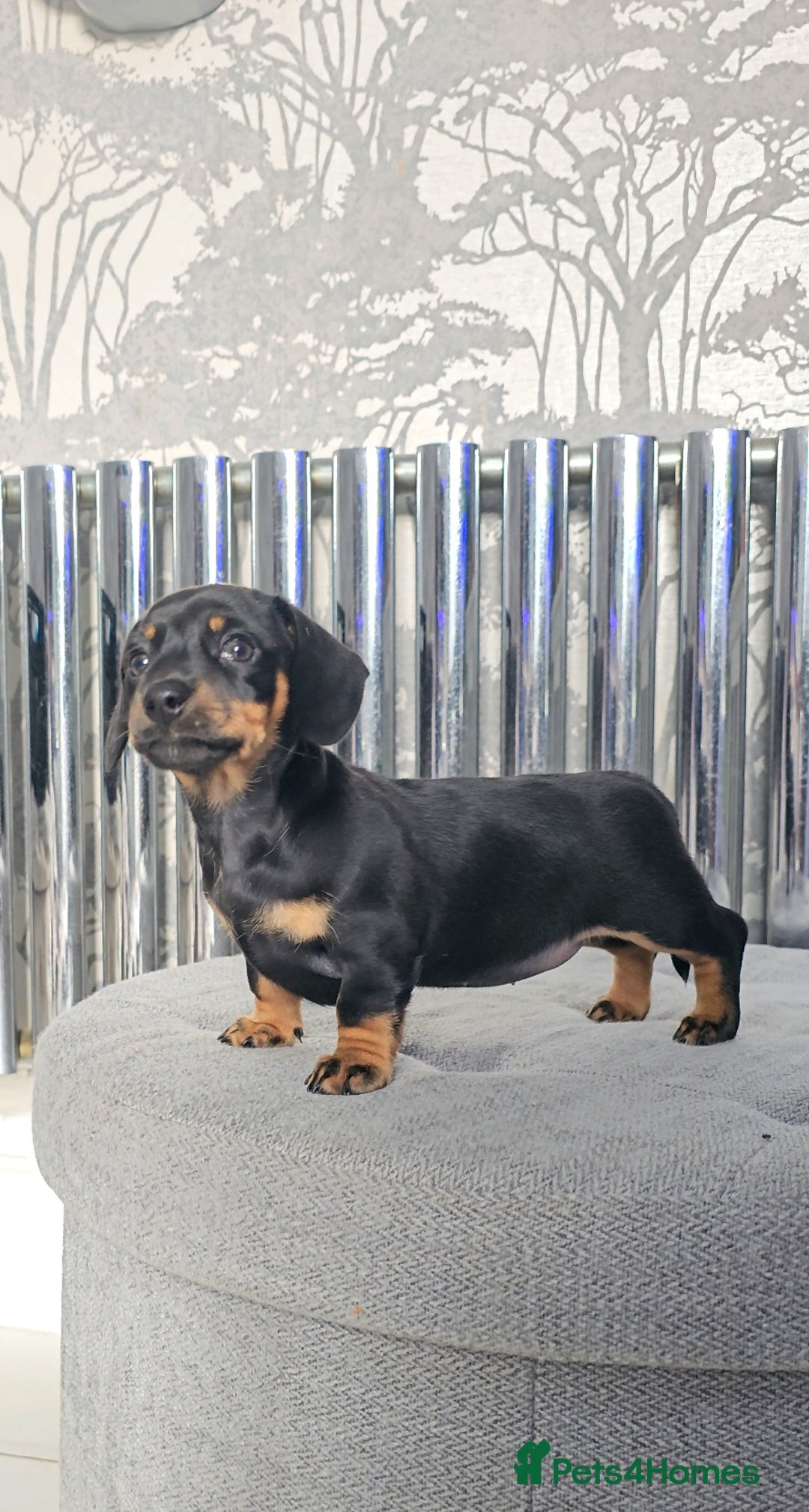 Miniature Dachshund dogs for sale: Miniature Smooth Dachshund Puppies  - Image 1