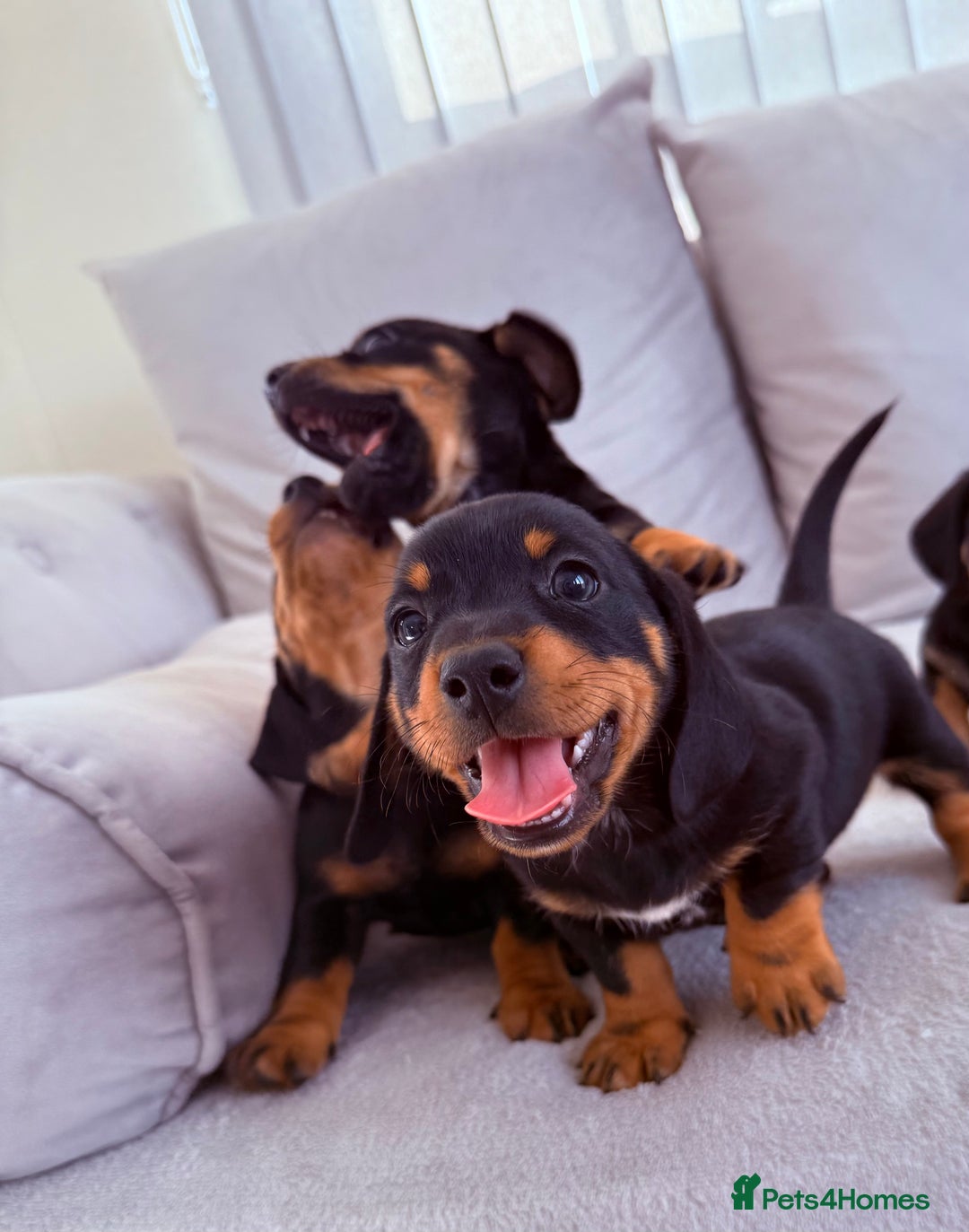 Mixed Breed dogs for sale: Beautiful Jackadac puppy’s ❤️ - Image 9