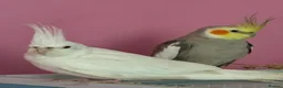 Cockatiels birds for sale: Pair of cockatiels  - Advert 3