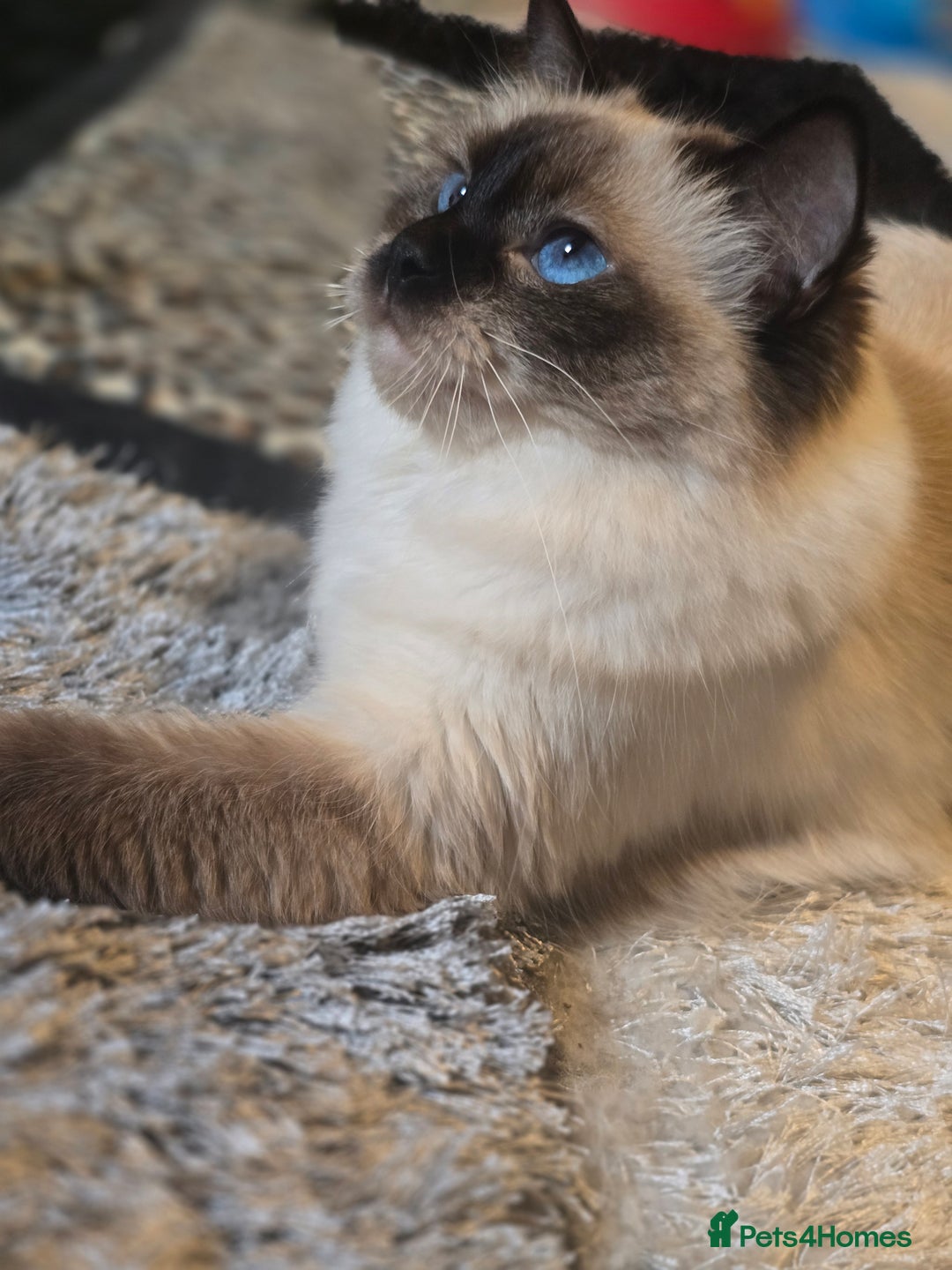 Ragdoll cats for sale: Precious GOOF Registered Ragdoll Kittens - 2 Boys - Advert 7