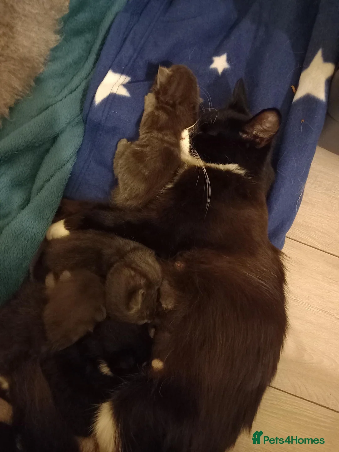 Mixed Breed cats for sale: Beautiful Fluffy Grey Female Kitten (Layla) in Southampton - Advert 2