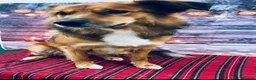 Mixed Breed dogs for adoption: Meet Bear, currently residing in Lincolnshire  in Lincoln - Advert 2