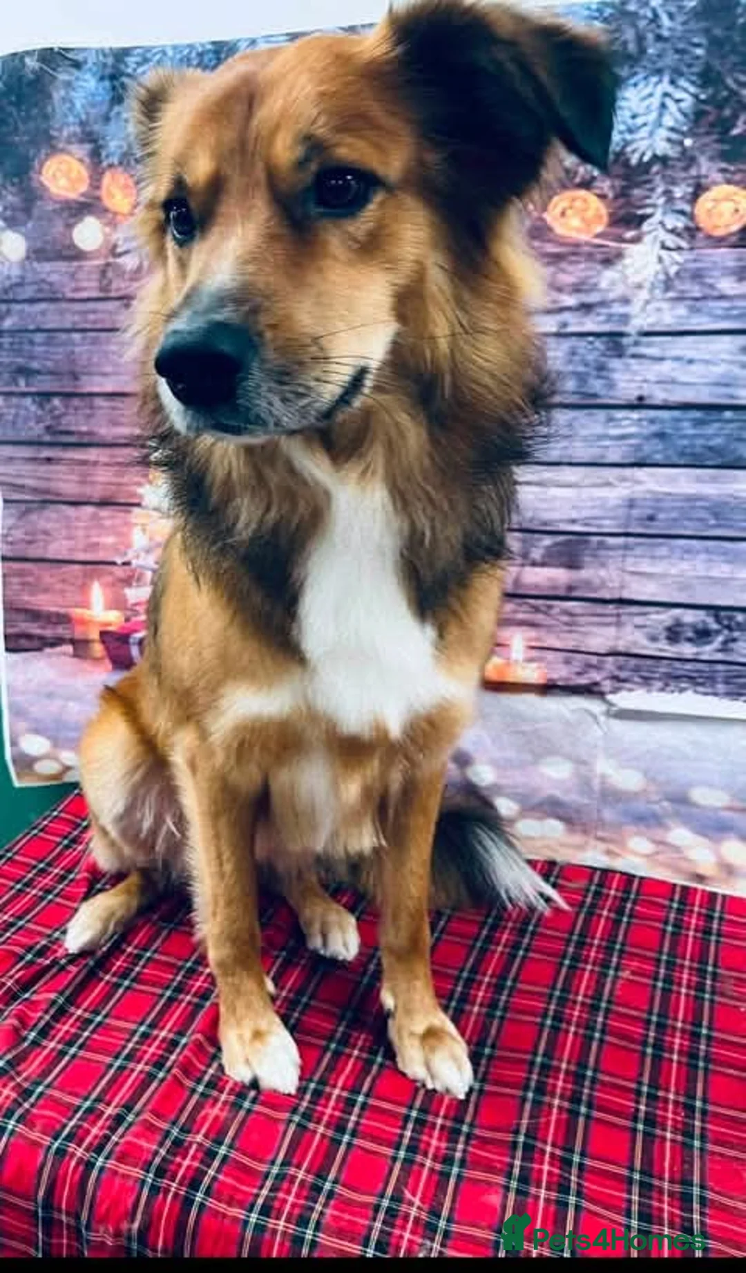 Mixed Breed dogs for adoption: Meet Bear, currently residing in Lincolnshire  in Lincoln - Advert 2