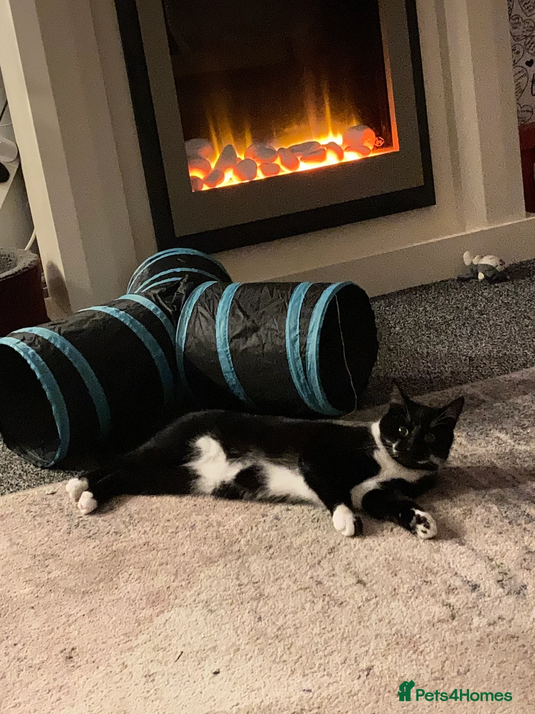 Domestic Shorthair cats for sale: Playful Male Black & White - Advert 3