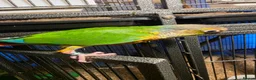 Conures birds for sale: Hand reared 325 ono - Advert 10