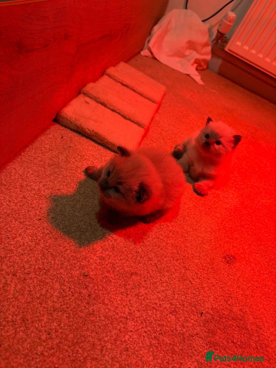 Ragdoll cats for sale: Ragdoll kittens - Advert 3