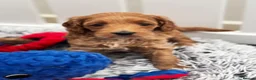 Mini Goldendoodle dogs for sale: Gergeous Red & Apricot Mini Doodle Puppis - Advert 14