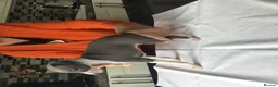 Italian Greyhound dogs for sale: Quality female puppies - Advert 3