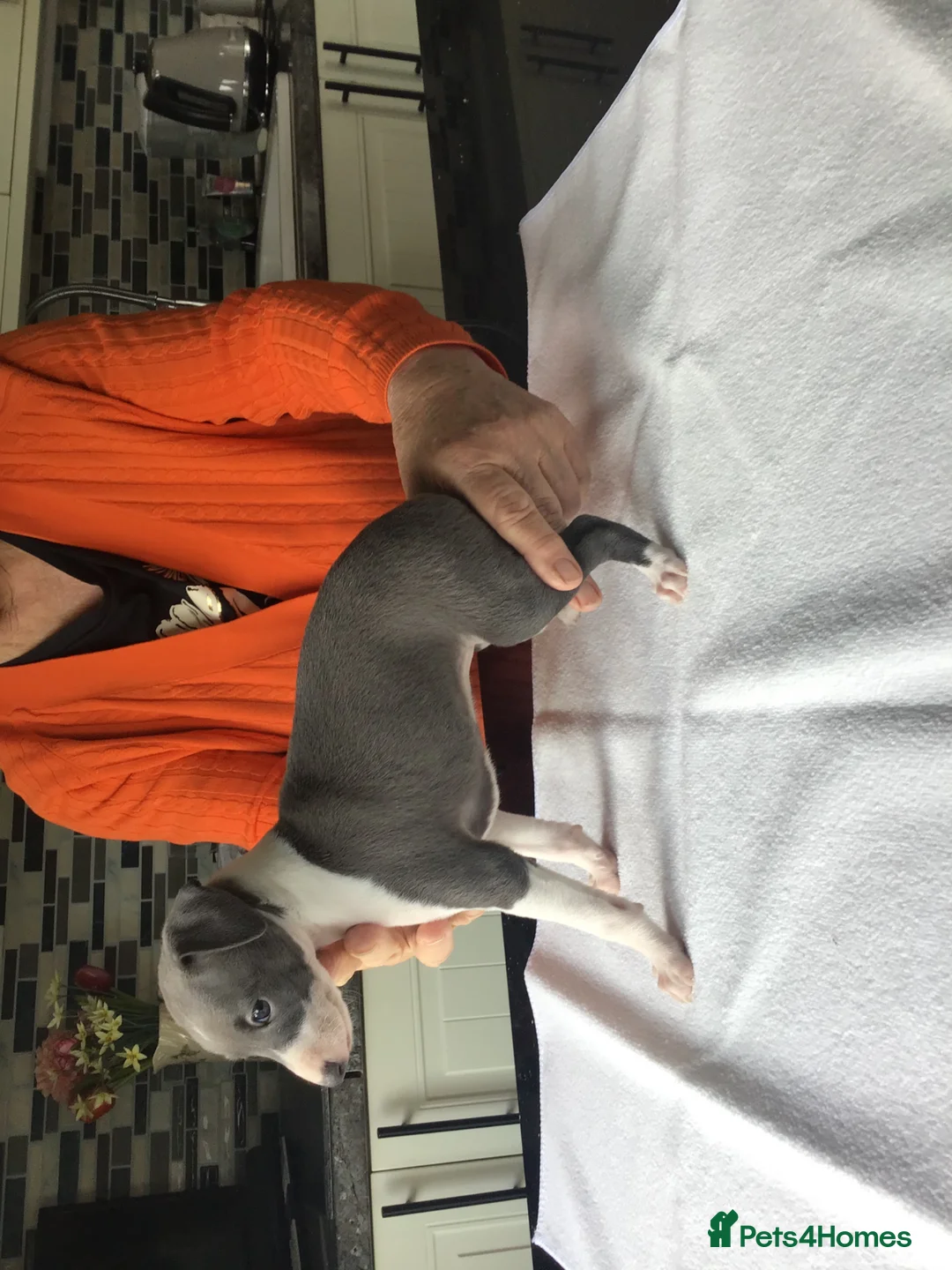 Italian Greyhound dogs for sale: Quality female puppies - Advert 3