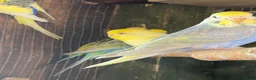 Budgerigars birds for sale: Baby budgies  - Advert 5
