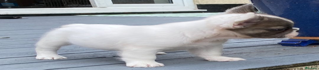 Blue pied fluffy girl carrying chocolate,cream